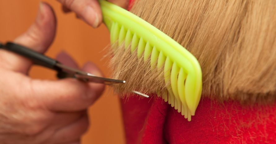 Stylist cutting split ends